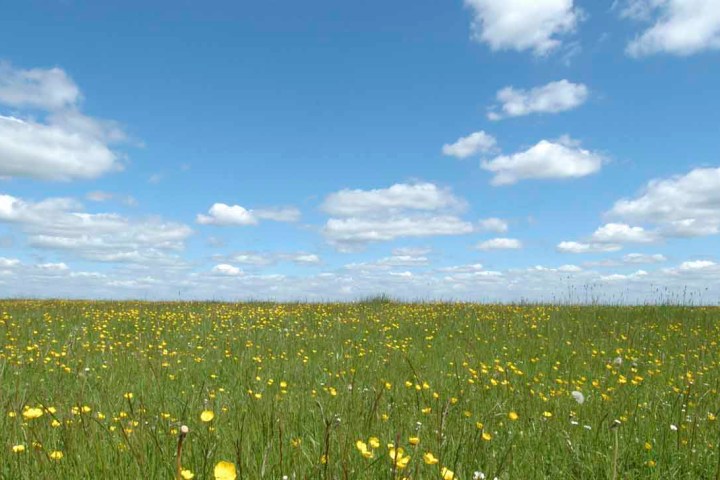 A yellow flower field and blue sky